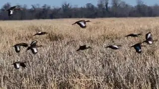 Short Wildlife Stories from the Refuge.  March 2025.