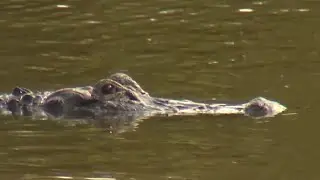 &lsquo;Gatorland Global&rsquo; becomes a nonprofit with hopes to expand education, conservation efforts