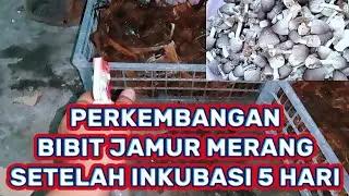 Bibit Jamur Merang Media Klaras Pisang Usia Inkubasi 5 Hari Pertumbuhan Cepat & Subur‼️