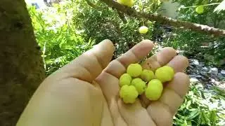 Gooseberry fruit  បេះផ្លែកន្ទូត #countrysideviews
