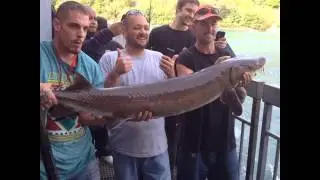 Lake Sturgeon, on deck - NYPA Fishing pier lower Niagara river Lewsiton NY - Slide Show