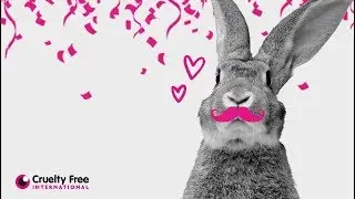 Forever Against Animal Testing: what&rsquo;s next? How to have animal testing in cosmetics abolished