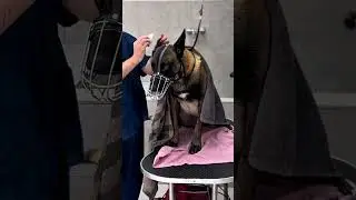 МАЛИНКА БАКИ В ГРУМИНГ-САЛОНЕ #собаки #груминг #тбилиси #грузия #dogs #grooming #tbilisi #georgia