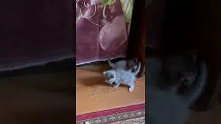 Котятки #cat