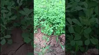 green day. #phonk #music #animeedit #anime #indian #farming #american #fashion #song #craft