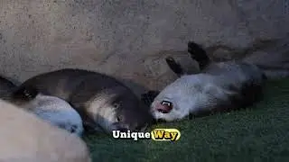 Otters Doing Otter Things 🦦 | Adorable Behaviors You&rsquo;ve Never Seen!