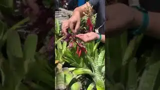 Aechmea Shogun (ฺBromeliad)