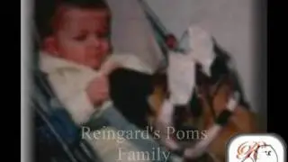 Show Dog Pomeranian - Reingard's Poms Family