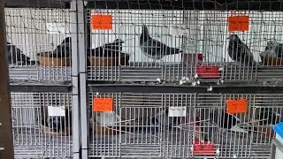 SA WAKAS NSA PINAS NA SI KUYA TOYBITS PASILIP SA MGA IBON GALING JAPAN
