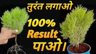 मोरपंखी 🪴का पौधा Cutting ✂️ से कैसे लगाए 🎯❓