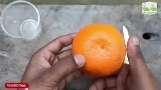 Best way to grow orange tree from orange 100% work || propagate orange tree at home