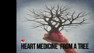 Heart   medicine  from a tree