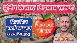 Pruning के बाद छिड़काव क्यों ज़रूरी // Copper Sulphate // Dimple Panjta // @bagwanikibaat 