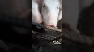 best pig feeds formulation