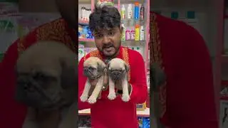 Pug Puppies Sell Low Price. #kolkata #pets #dogbreed