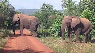 Elephants crossing the street in Akagera national park (Rwanda)