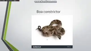top ten best snakes milk snakes and coralsnakes are not the same