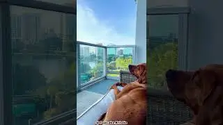 5 главных причин, почему вам стоит завести родезийского риджбека!