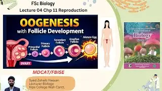 Lecture 04 |Oogenesis |Chap 11: Reproduction | 1st year Biology | By Zohaib Hassan