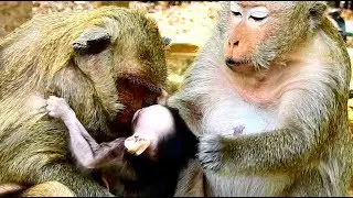 Poor baby Polino crying and hurts head much cos female monkey pull hair hard