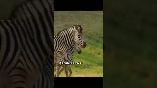 Unique Zebra Stripes Facts