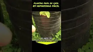 como plantar papa en maceta es muy facil