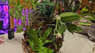 SEDIREA JAPONICA ( СІДЕРЕЯ ДЖАПОНІКА) КВІТНЕ