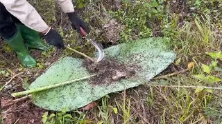 Ant eggs are a delicious local specialty