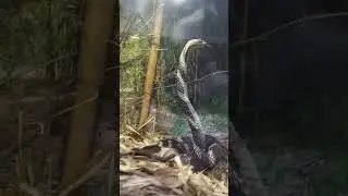 Animal l Snake l Guindy National Park, Chennai, Tamilnadu