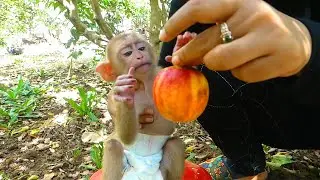 Giving fruit for baby - cute baby not yet hungry