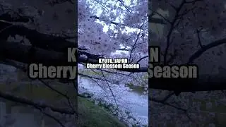 Do you like to visit Japan in spring? #cherryblossomseason #springinjapan
