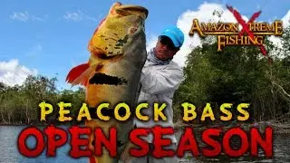 The Largest Peacock Bass in Brazil! Come fishing with AXF!