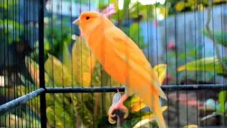 Spectacular Canary Song for 10 Minute Warm Up HD &ndash; Canary Warm Up 173