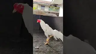 AYAM adu putih (casper)