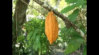 Generation Next - Cocoa Dreams Estate