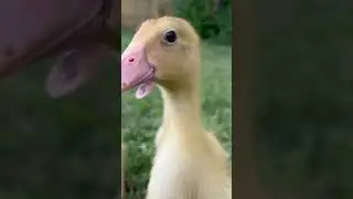 Our 2 Week Old Runner Ducks