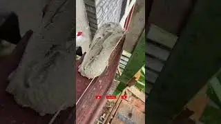 DUTCH TIMELAPSE 🧱👷&zwj;♂️ #construction #builders
