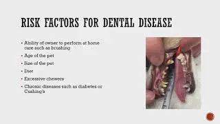 You C.A.R.E. Series Canine Dental Hygiene March 2019