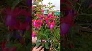 🌺Фуксия исключительного качества.🌺