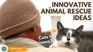 Innovative Animal Rescue Nonprofit Ideas making an impact