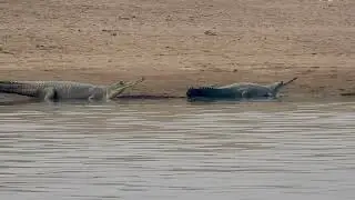 Witnessing a Gharial in the Wild &ndash; A Rare Encounter in Chambal Gharial Wildlife Sanctuary