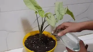 Syngonium plants watering and pouring vermicompost