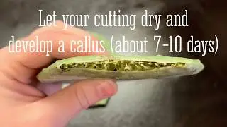 Prickly pear cactus propagation from cuttings