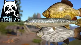 BT Trophy Hunt Crucians and Gibels + Pike + Ladoga Arc for $$$$$$ | RF4