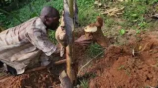 Harvesting Yellow Yam before Hurricane Beryl hit Jamaica| Small Scale Farming  Jamaica