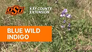 Blue Wild Indigo - Kay County OSU Extension Field Reports