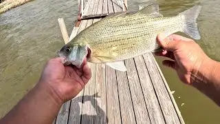 Bass Fishing, #bass #sandbass #whitebass #bassfishing #outdoors