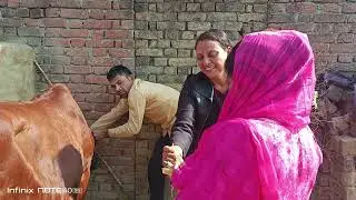 Treating a sick cow #snehavlogs #vet #bareilly #cow #treatment #youtube #video #viral #virals