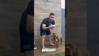 Rotina de banho do Thor 🐾🤎 #shorts #youtubeshorts #pets #pitbull #familiapitbull #animais #dog