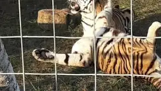 Two  Siberian tigers play in Germany circus